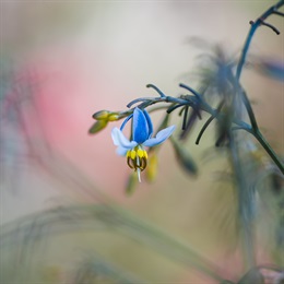 <i>Dianella ensifolia</i> 'Variegata'